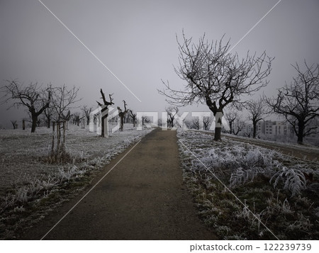 Frosty path winding through bare cherry park trees in winter landscape in prague, czechia 122239739