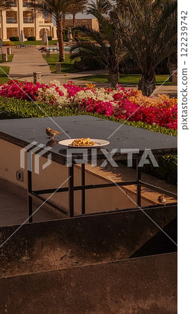 Sparrow enjoying leftover belgian waffle at resort in marsa alam, egypt 122239742