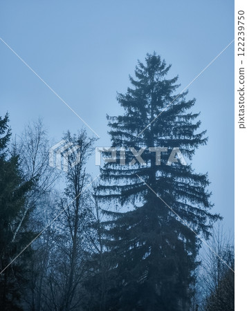 Majestic pine tree standing tall in the misty autumn forest of chamonix, france Majestic pine tree standing tall in the misty autumn forest of chamonix, france 122239750