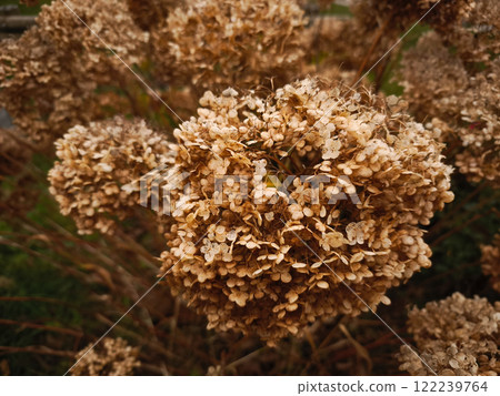 Dried hydrangea flowers showing autumn colors in chamonix, french alps 122239764