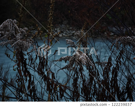 Withered flowers hanging over the arve river in chamonix, france during autumn Withered flowers hanging over the arve river in chamonix, france during autumn 122239837