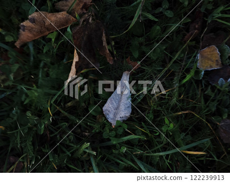 Fallen autumn leaves resting on green grass in chamonix, france Fallen autumn leaves resting on green grass in chamonix, france 122239913
