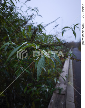 Dew drops hanging from green leaves near roadside in chamonix, france 122239954