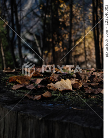 Fallen autumn leaves resting on tree stump in chamonix forest 122240002