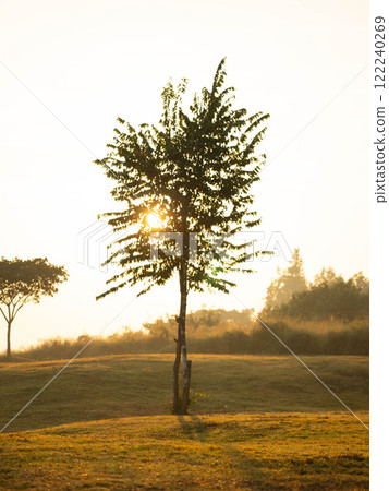 Towering trees at a beautiful sunrise. Silhouette of a large tree standing alone in a meadow in the early morning. 122240269