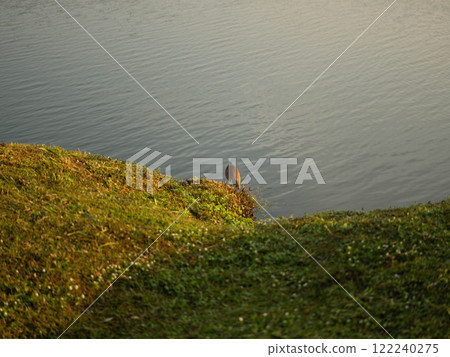 A large bird stands on a rock near a body of water. A bird is looking for food in a riverside park. 122240275