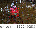 Fallen leaves of colored maple leaves 122240288