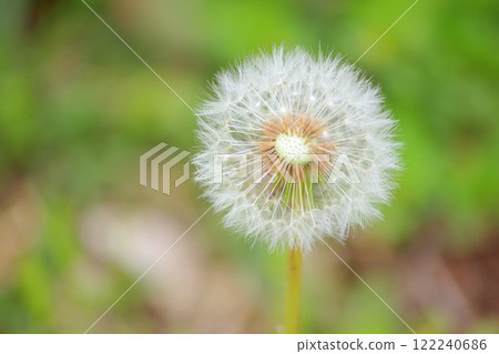 The moment the fluff of a dandelion takes flight The moment the fluff of a dandelion takes flight 122240686