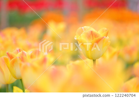 Beautiful yellow tulip fields Beautiful yellow tulip fields 122240704