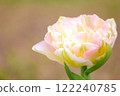 淡粉紅雙花鬱金香 122240785