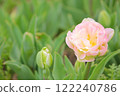 淡粉紅雙花鬱金香 122240786