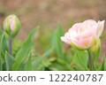 淡粉紅雙花鬱金香 122240787