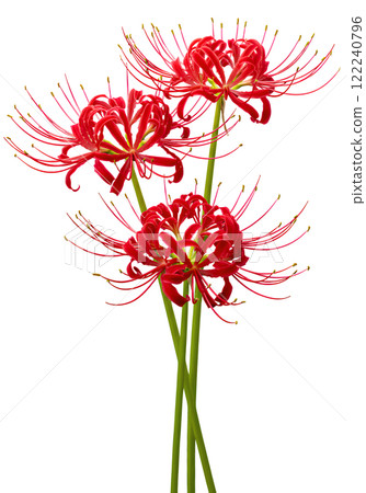 紅蜘蛛百合AI生成影像PNG 紅蜘蛛百合AI生成影像PNG 122240796