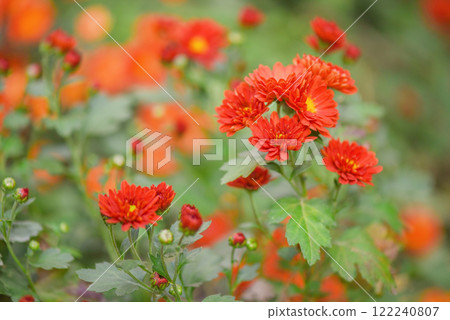 Orange chrysanthemums in focus and defocus in the garden. Terracotta chrysanthemum flowers. 122240807