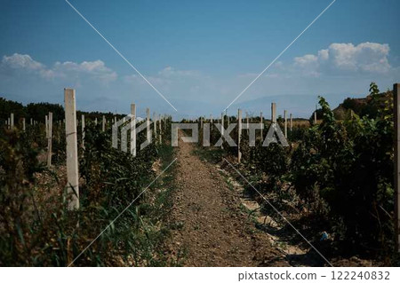 vineyard near the Armenian monastery of Khor Virap 122240832