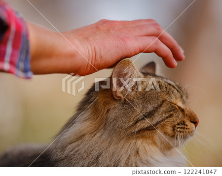 Street cats of Turkey roam freely, lounging, playing, and exploring the vibrant streets, creating charming scenes of daily life in urban and rural settings. woman petting a cat 122241047