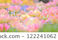 粉紅雙花鬱金香田 122241062