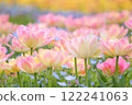 粉紅雙花鬱金香田 122241063