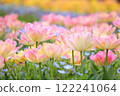 粉紅雙花鬱金香田 122241064