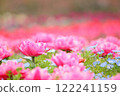 雙花鬱金香和粉紅蝶花田 122241159