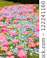 雙花鬱金香和粉紅蝶花田 122241160