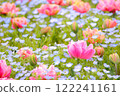 雙花鬱金香和粉紅蝶花田 122241161