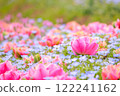雙花鬱金香和粉紅蝶花田 122241162