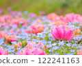 雙花鬱金香和粉紅蝶花田 122241163