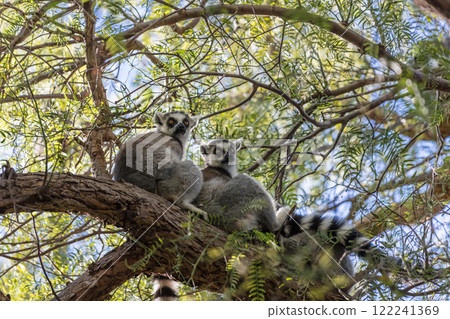 The ring-tailed lemur (Lemur catta) 122241369