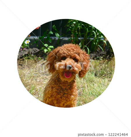 Miniature red poodle portrait in a round frame. Miniature red poodle portrait in a round frame. 122241464