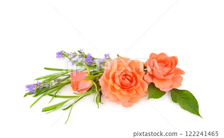 Pink flower rose, lavender composition isolated on white. Free space for text. Wide photo. 122241465