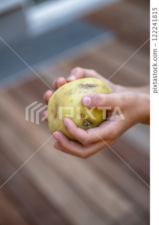 Hands of a child holding fresh potato Hands of a child holding fresh potato 122241815