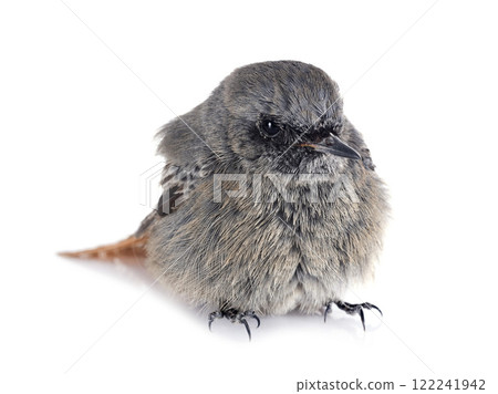 Black redstart in studio 122241942