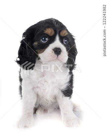 young cavalier king charles 122241982