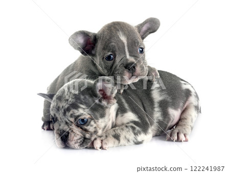 puppies french bulldog in studio 122241987