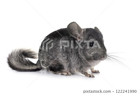 Chinchilla in studio Chinchilla in studio 122241990