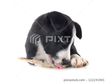 young border collie in studio 122241991