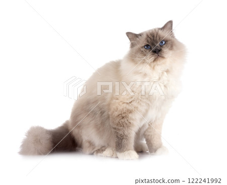 birman cat in studio 122241992