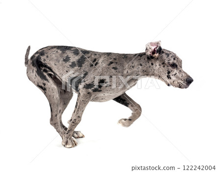 great dane in studio 122242004