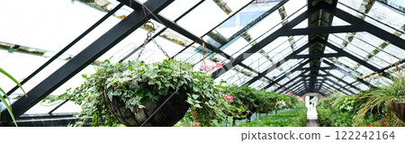 Ivy Plant in pot cultivated in greenhouse or glasshouse for spring sale at the local garden center. Banner Ivy Plant in pot cultivated in greenhouse or glasshouse for spring sale at the local garden center. Banner 122242164