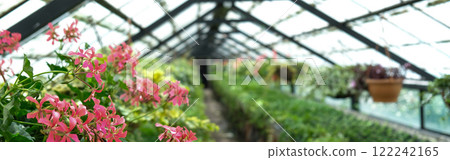 Ivy Plant and geranium in pot cultivated in greenhouse or glasshouse for spring sale at the local garden center. banner. 122242165