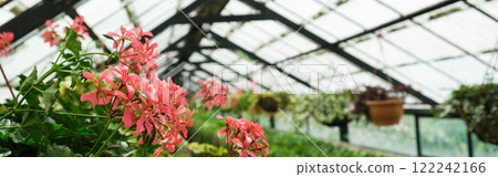 Ivy Plant and geranium in pot cultivated in greenhouse or glasshouse for spring sale at the local garden center. banner. 122242166