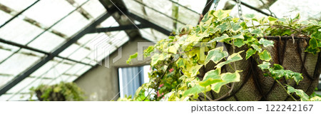 Ivy Plant in pot cultivated in greenhouse or glasshouse for spring sale at the local garden center. Banner 122242167