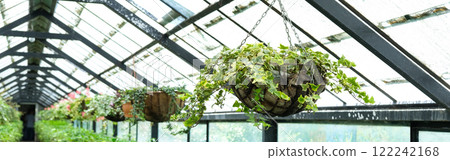 Ivy Plant in pot cultivated in greenhouse or glasshouse for spring sale at the local garden center. Banner Ivy Plant in pot cultivated in greenhouse or glasshouse for spring sale at the local garden center. Banner 122242168