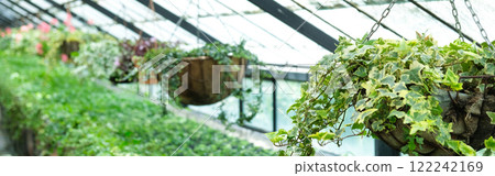 Ivy Plant in pot cultivated in greenhouse or glasshouse for spring sale at the local garden center. Banner Ivy Plant in pot cultivated in greenhouse or glasshouse for spring sale at the local garden center. Banner 122242169