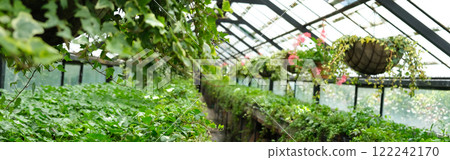 Ivy Plant in pot cultivated in greenhouse or glasshouse for spring sale at the local garden center. Banner Ivy Plant in pot cultivated in greenhouse or glasshouse for spring sale at the local garden center. Banner 122242170