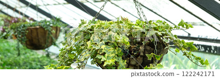 Ivy Plant in pot cultivated in greenhouse or glasshouse for spring sale at the local garden center. Banner Ivy Plant in pot cultivated in greenhouse or glasshouse for spring sale at the local garden center. Banner 122242171