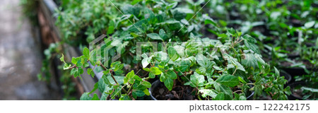 Ivy Plant and geranium in pot cultivated in greenhouse or glasshouse for spring sale at the local garden center. banner. Ivy Plant and geranium in pot cultivated in greenhouse or glasshouse for spring sale at the local garden center. banner. 122242175