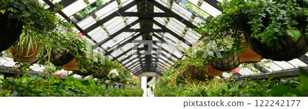Ivy Plant and geranium in pot cultivated in greenhouse or glasshouse for spring sale at the local garden center. banner. Ivy Plant and geranium in pot cultivated in greenhouse or glasshouse for spring sale at the local garden center. banner. 122242177