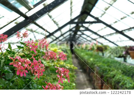 Ivy. Geranium Plant in pot cultivated in greenhouse or glasshouse for spring sale at the local garden center. 122242178